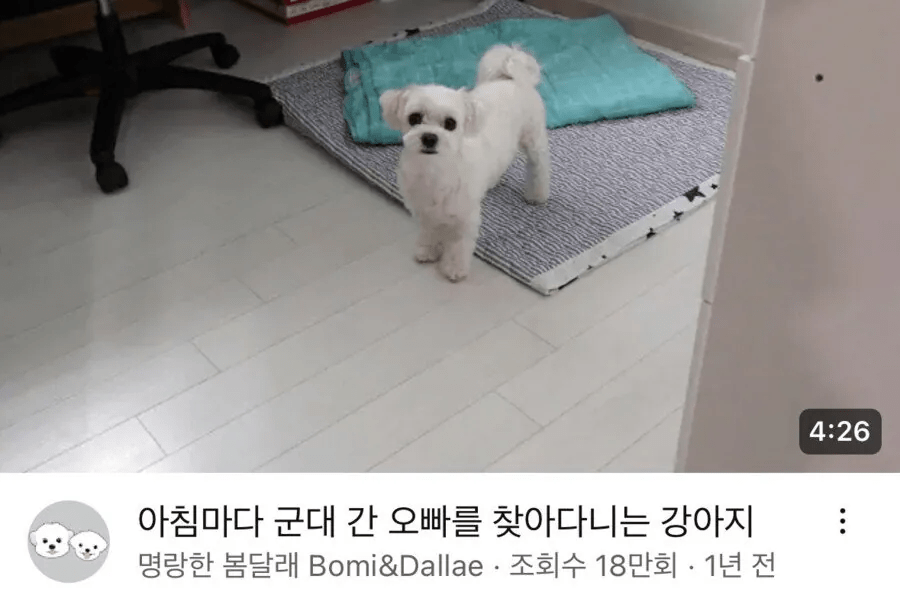 image.png 군대간 오빠를 기다린 강아지.jpg