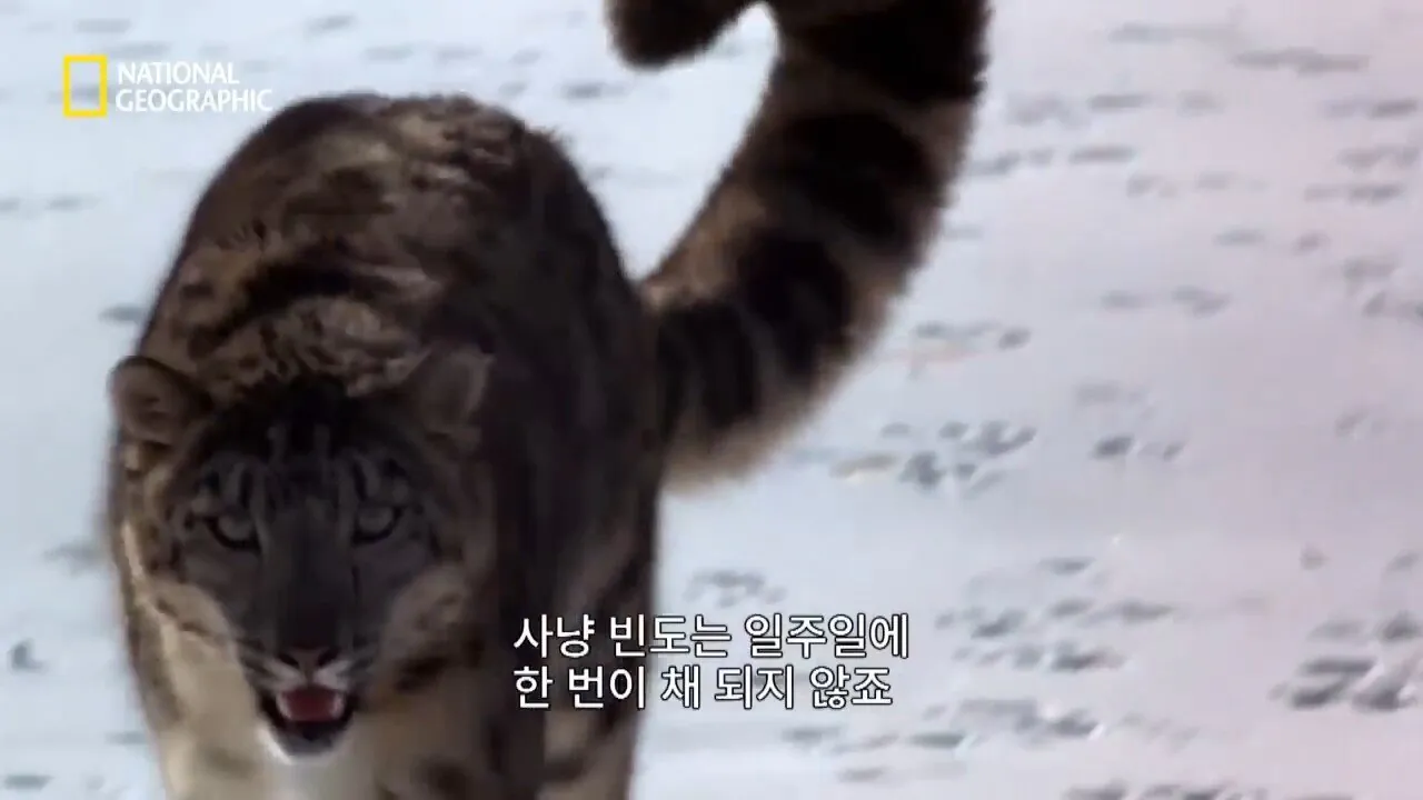 Internet_20260802_153513_4.jpeg 사냥 중 120m 절벽 아래로 떨어진 눈표범