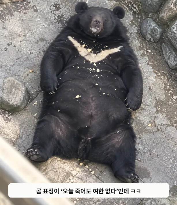 image.png 사료비 감당 못해 관람객 먹이 허용한 동물원의 최후.jpg