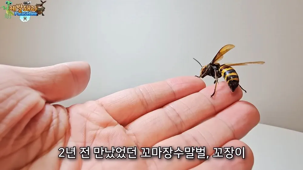 r22.jpg 장수말벌 여왕벌 크기