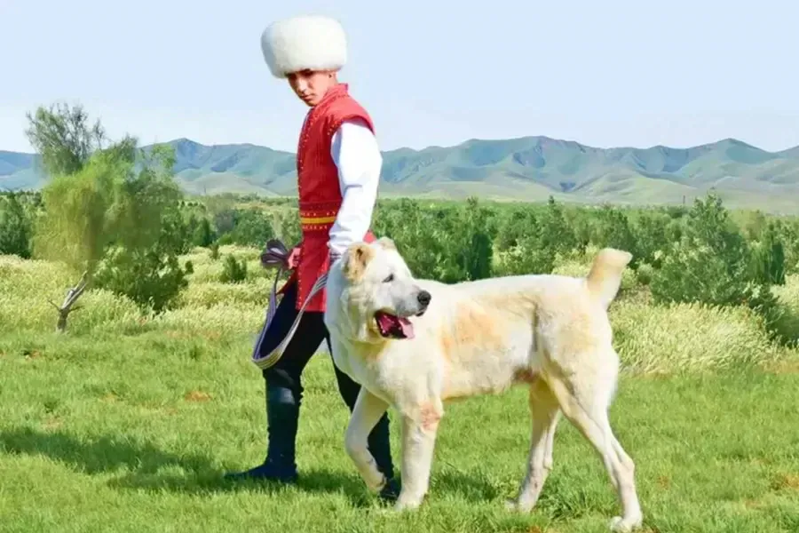 image.png 투르크메니스탄의 국견 알라바이