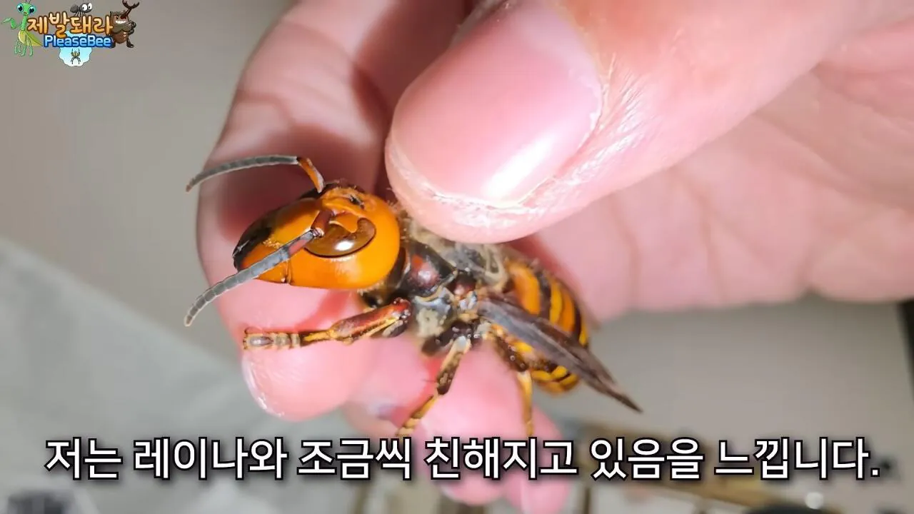 r29.jpg 장수말벌 여왕벌 크기
