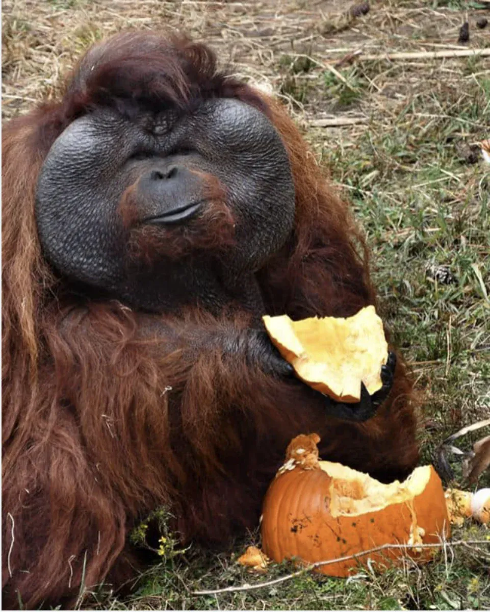 study-zoo-great-apes-are-still-too-fat-v0-xpskm3gno0eh1.webp ์นจํฌ์ง๋ ์๋ฅ์ผ๋ฅผ ์ฆ๊ธด๋ค+๋๋ฌผ์ ์ ์ธ์์ ๋๋ฌด ๋ฑ๋ฑํ๋ค