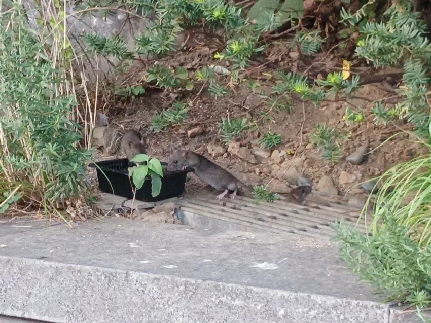 image.png 캣맘이 설치한 길고양이 급식소 근황.....jpg