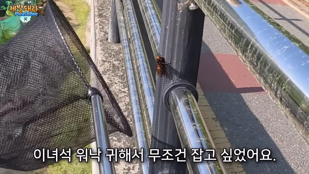 r3.jpg 장수말벌 여왕벌 크기
