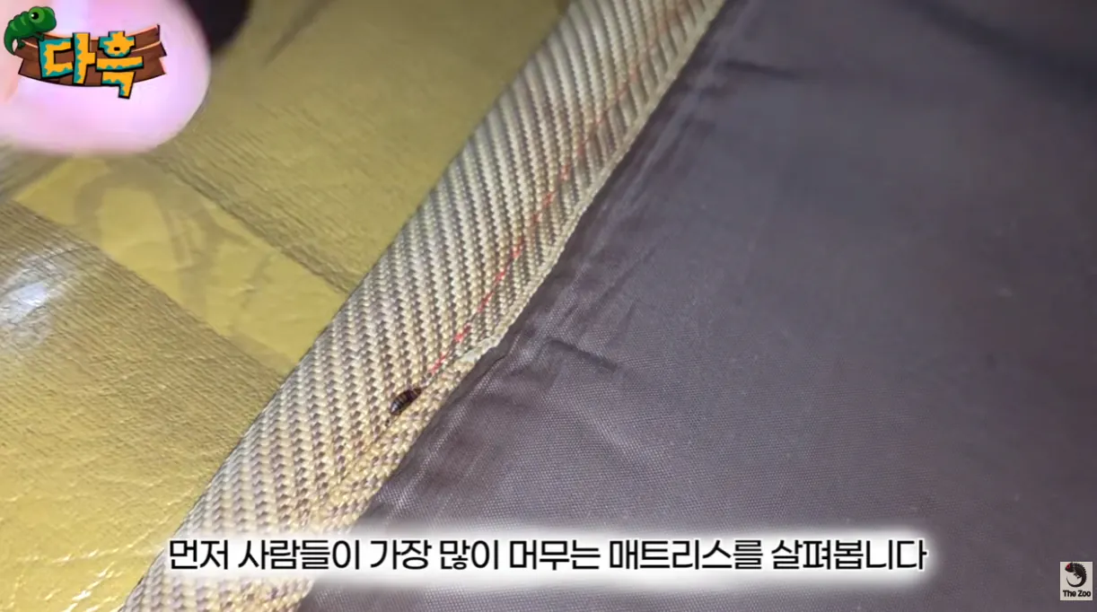 3.png 벌레/혐 주의) 부산 찜질방에 난리났다는 빈대 ㄷㄷ