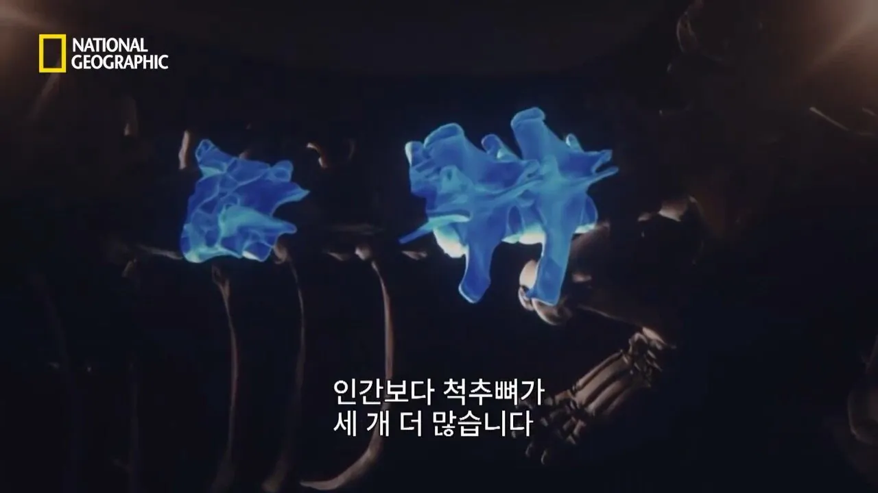 Internet_20260802_153513_22.jpeg 사냥 중 120m 절벽 아래로 떨어진 눈표범