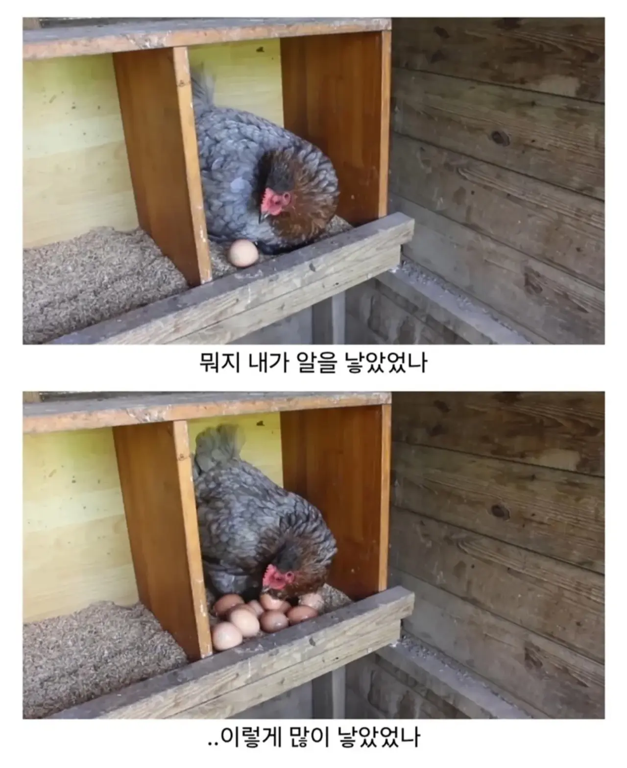 IMG_9053.webp 마트에서 사온 유정란을 닭에게 줘보았다