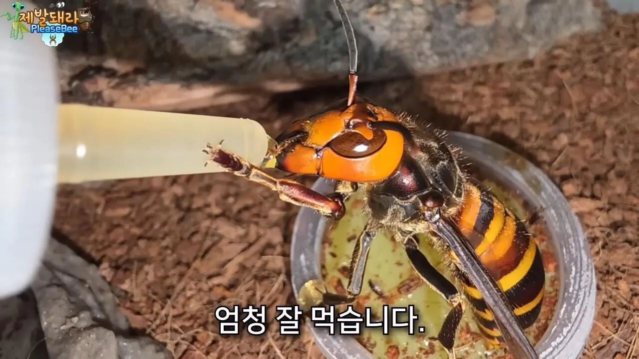 r9.jpg 장수말벌 여왕벌 크기