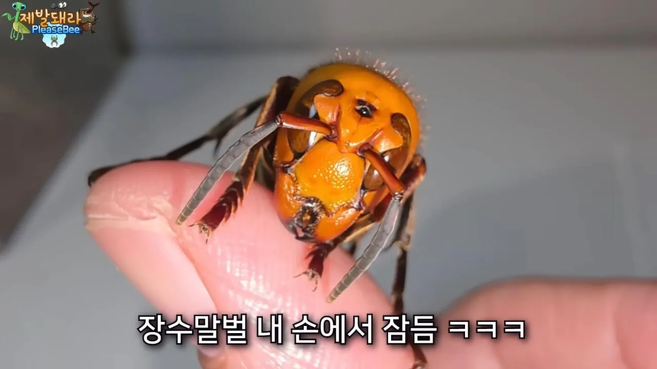 r28.jpg 장수말벌 여왕벌 크기