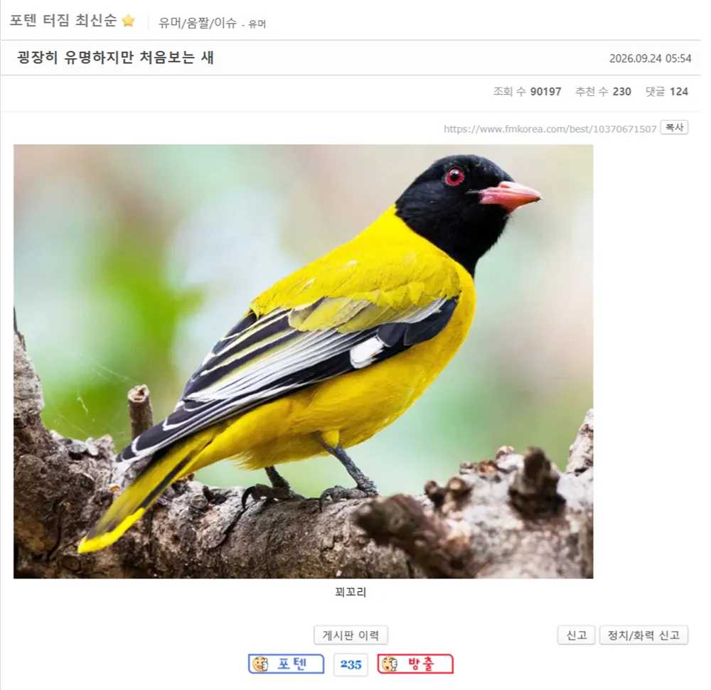 굉장히-유명하지만-처음보는-새-포텐-터짐-최신순-에펨코리아-09-24-2026_09_43_AM.png 포텐 간 '굉장히 유명하지만 처음보는 새'에 대한 보충 글