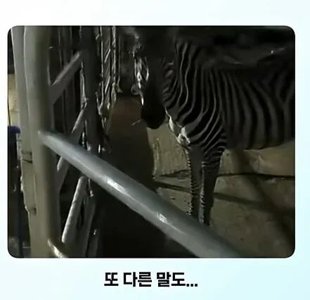fa19b13feb2b490cbe3e58c9466ff00f.webp 얼룩말 처음 본 말 반응