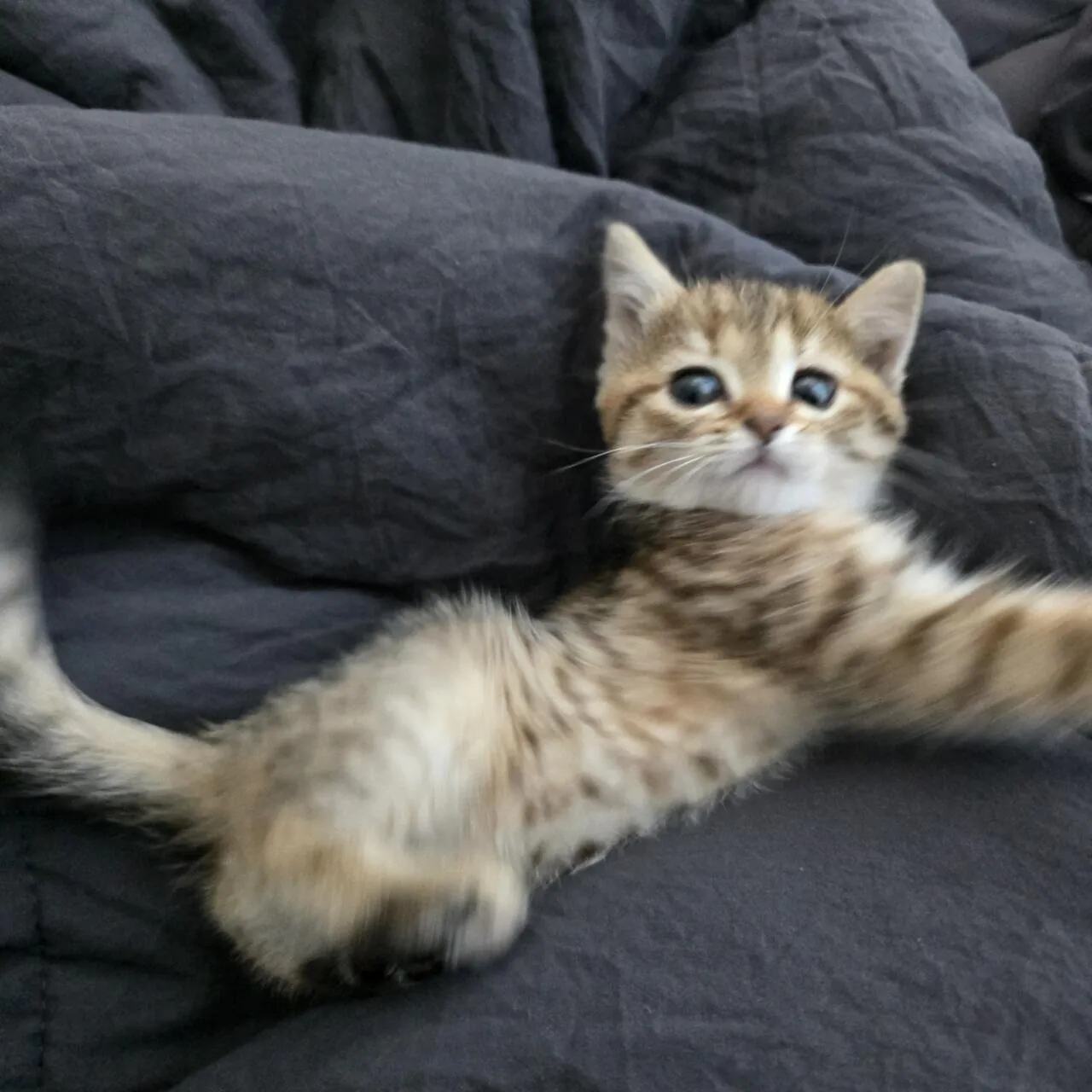 KakaoTalk_20260923_183431398_04.jpg 우리집 고양이 볼래..?
