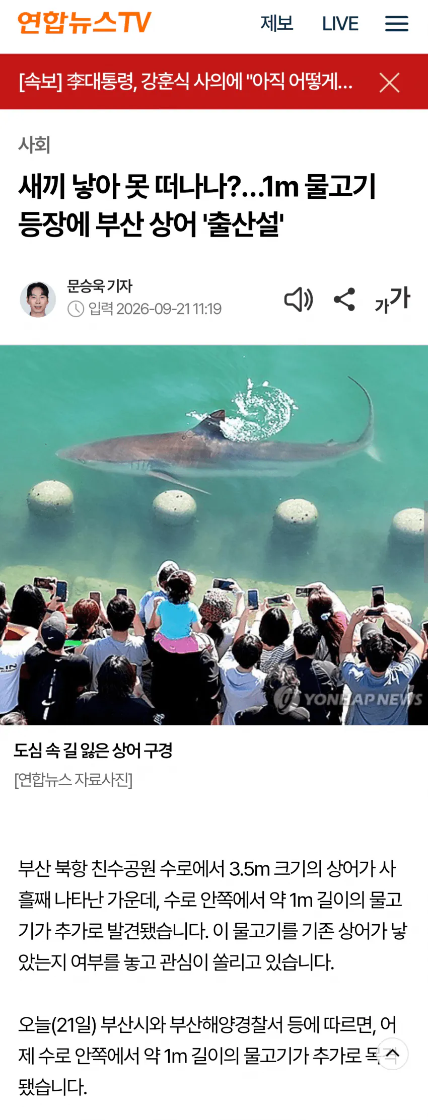 1789988516.png 부산 상어가 새끼를 낳아서 못떠난다는데 ㄷㄷㄷㄷㄷㄷㄷ