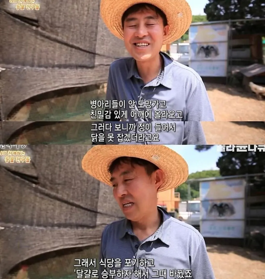 백숙집 차리려고 닭 키우기 시작한 부부의 최후
