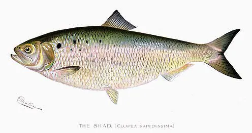 Dentonshad1904.jpg 한때 북미에서 제일 많았던 고기