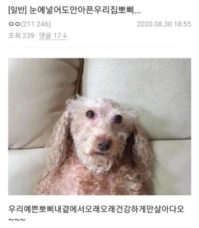 1000014260.jpg 유전자, 더이상 부모를 탓하지 말자? 아구티쥐 실험의 진실