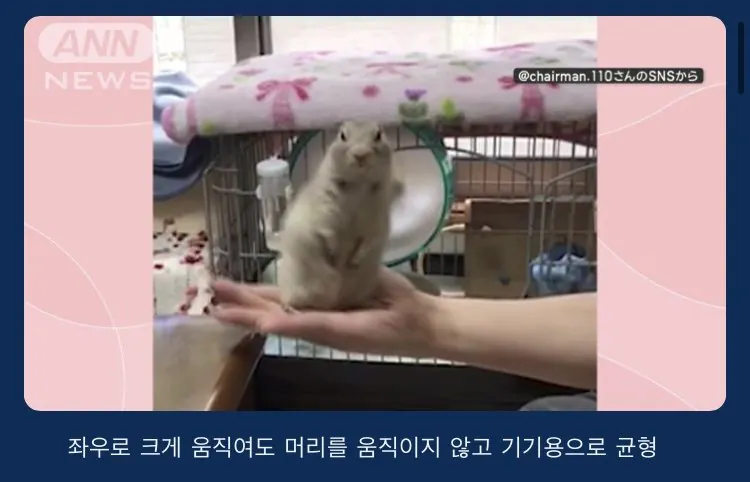너무 귀여워서 뉴스에 나온 다람쥐