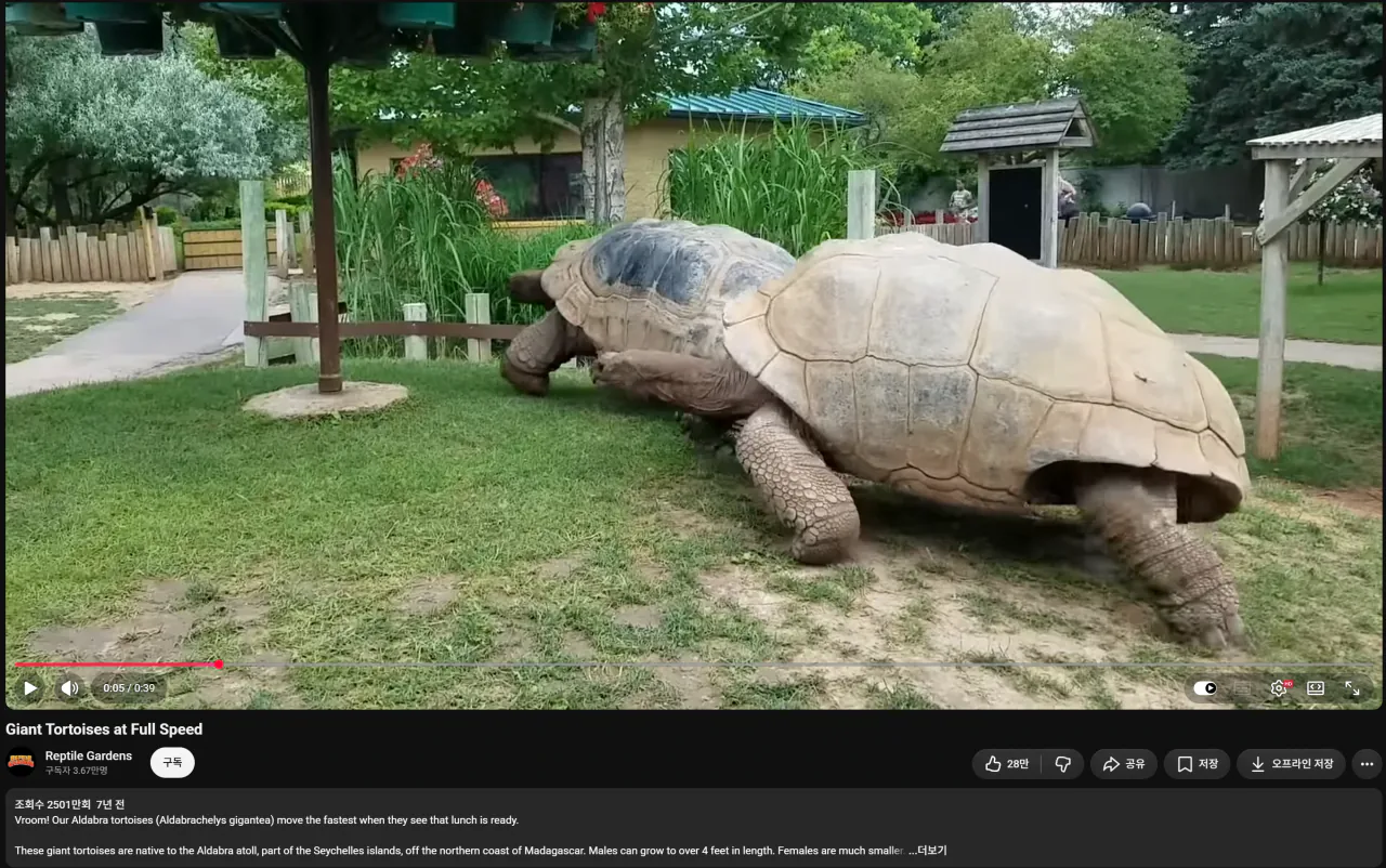 image.png 거북이 풀스피드 체감 mp4