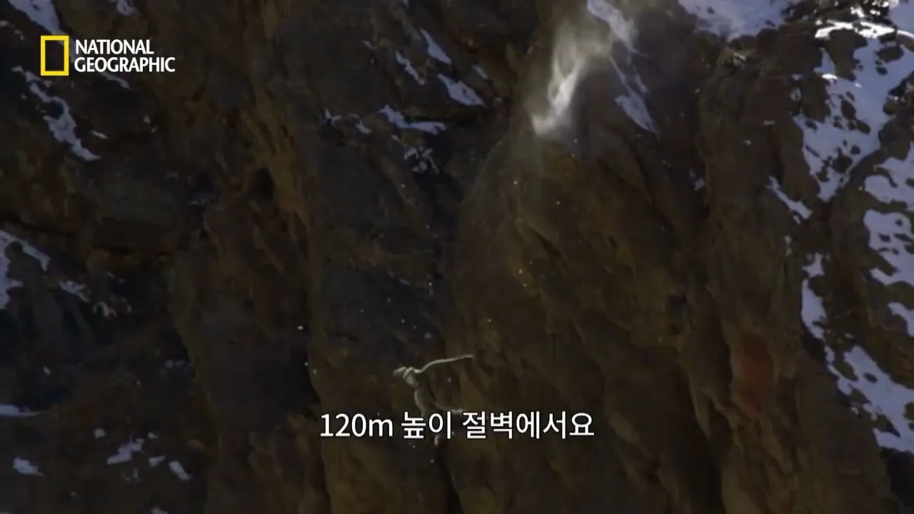 Internet_20260802_153513_20.jpeg 사냥 중 120m 절벽 아래로 떨어진 눈표범
