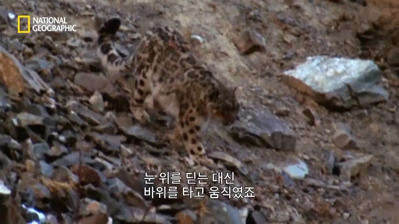 Internet_20260802_153513_17.jpeg 사냥 중 120m 절벽 아래로 떨어진 눈표범