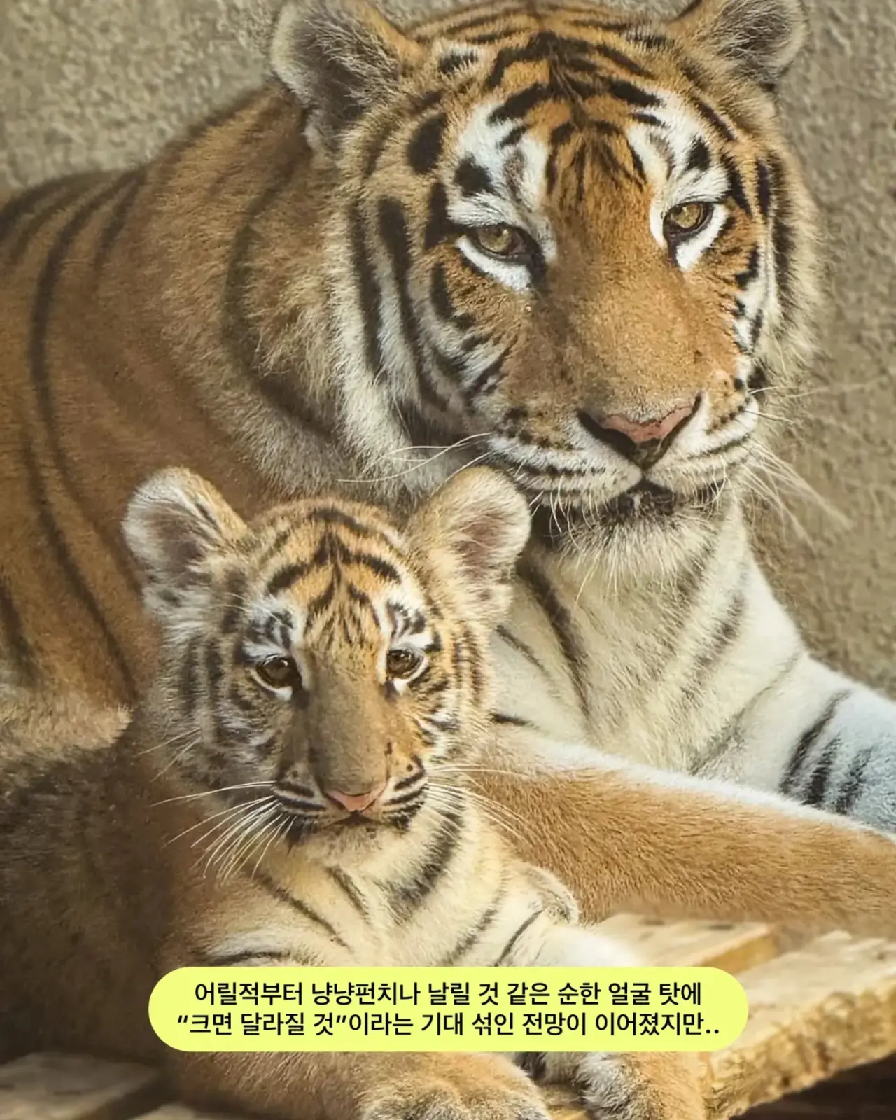 설호4.webp 어릴 때부터 순둥한 얼굴이었던 호랑이 설호