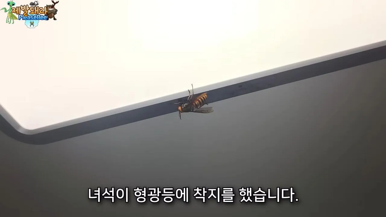 r14.jpg 장수말벌 여왕벌 크기