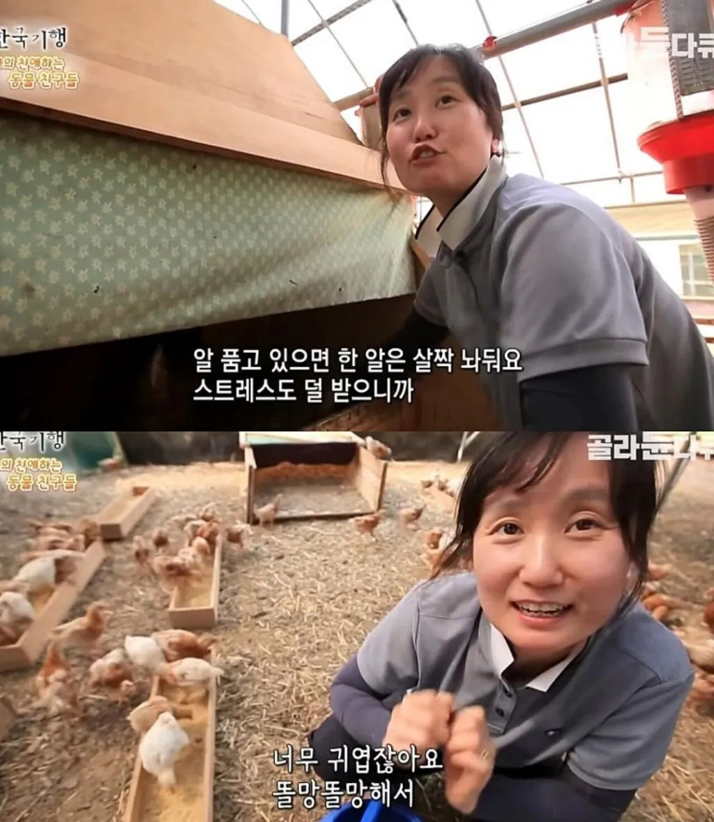 백숙집 차리려고 닭 키우기 시작한 부부의 최후
