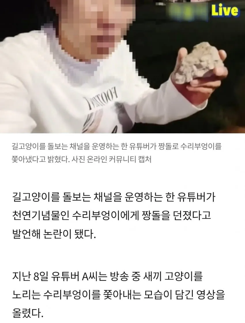 길고양이 지키려 수리부엉이한테 돌 던진 유튜버