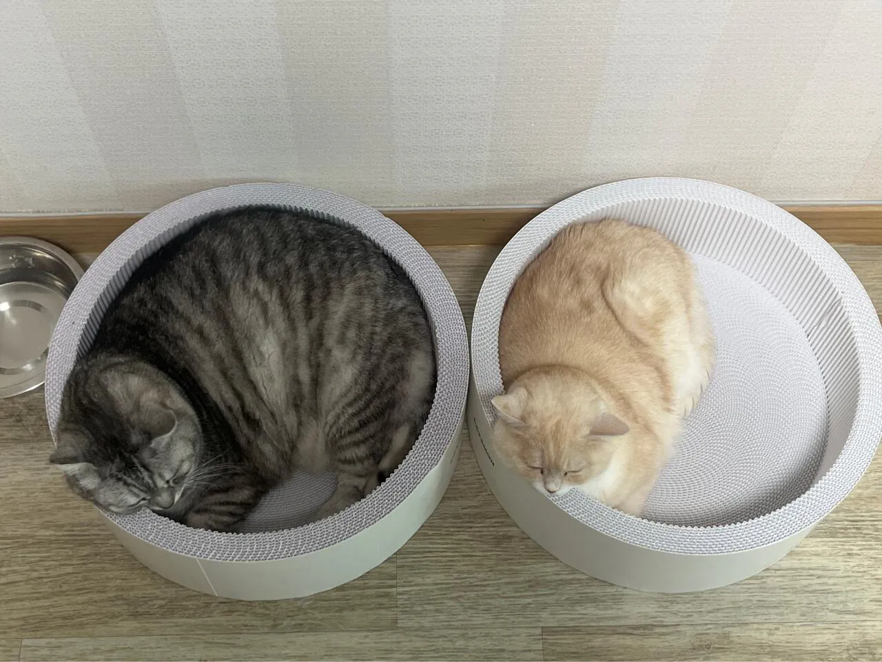 우리 애기들 귀엽나용??
