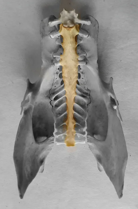 chicken-synsacrum.webp 고양이 삶아서 버렸다는 글 팩트체크확인.fact