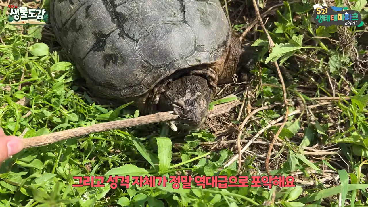 10303624266_486616_64a2ef4614e0427d55b626a198f28915.png.webp 얼마 전 서울에서 잡힌 역대급 늑대거북 ㄷㄷ