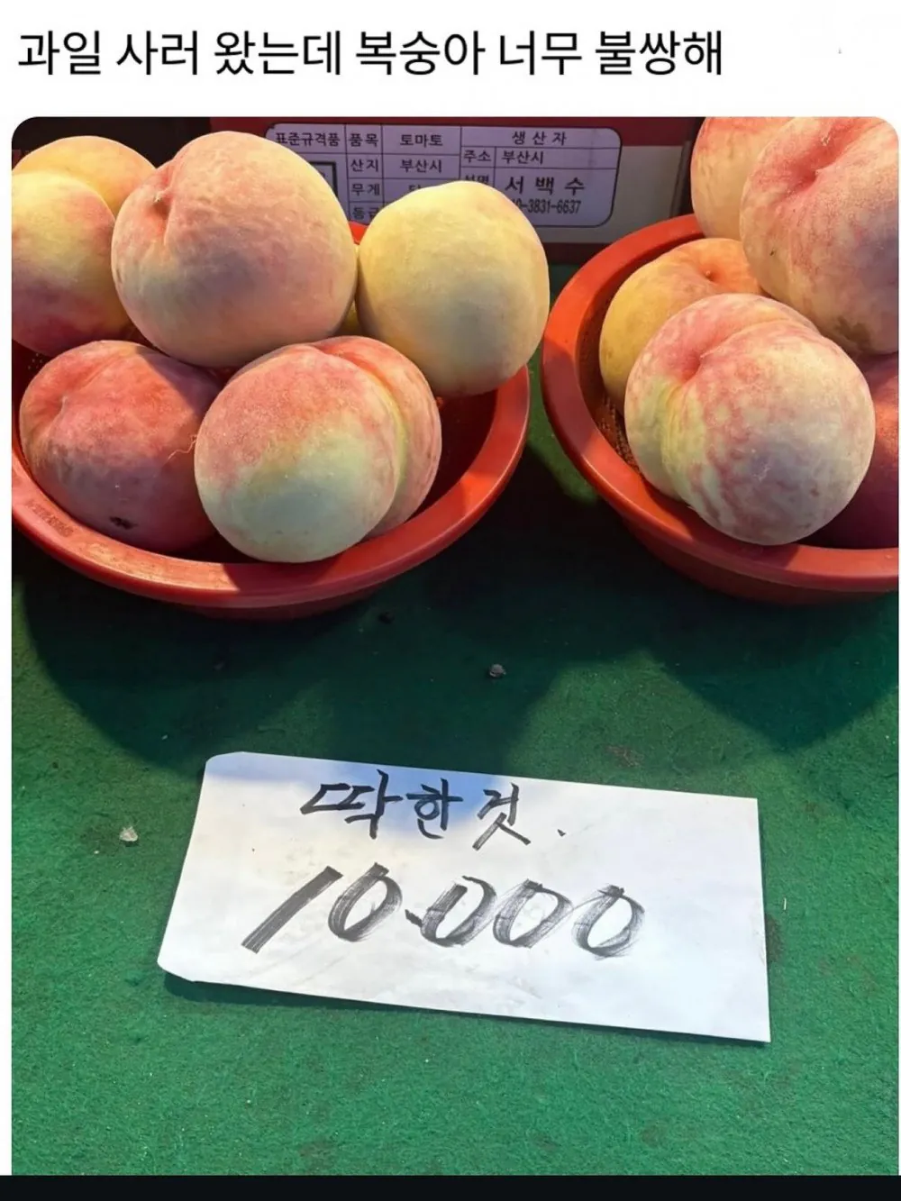 111.jpg 불쌍해서 구매할 수 밖에 없는 복숭아