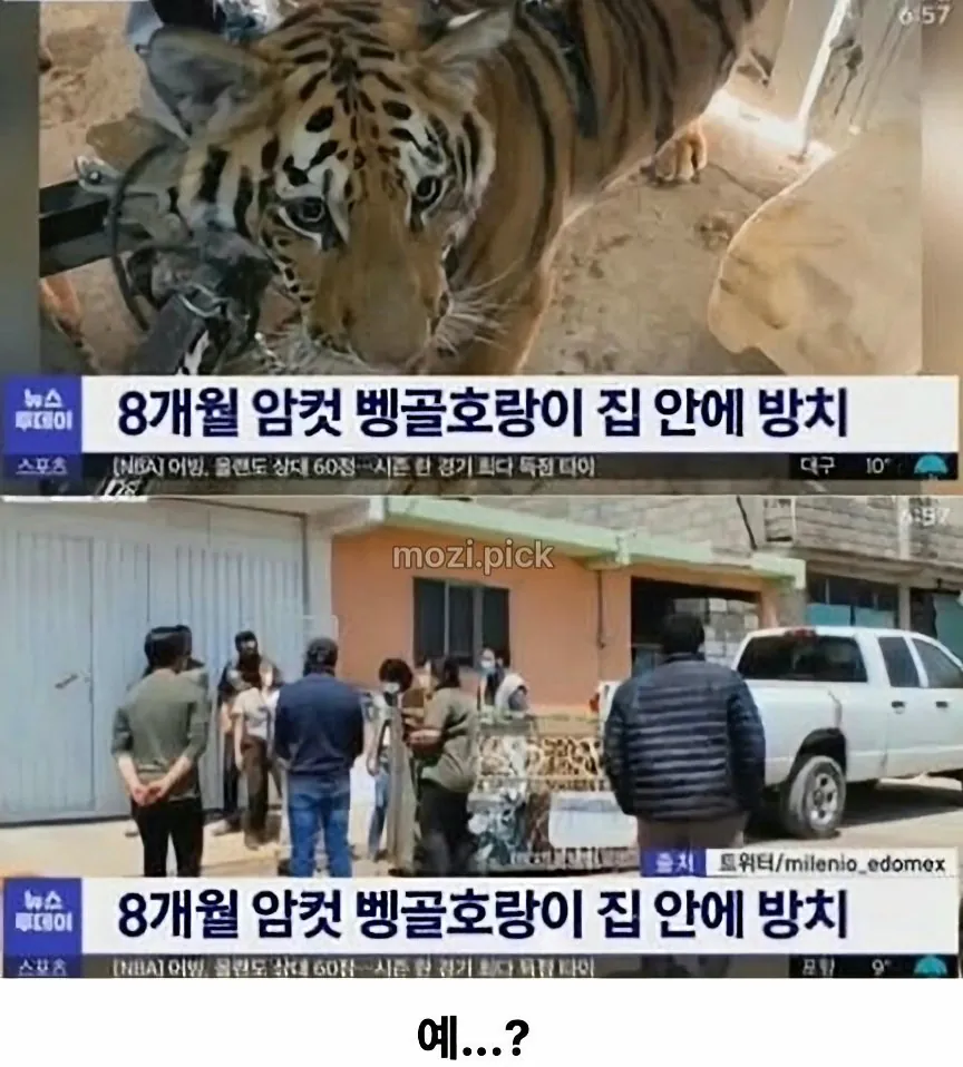 3.jpeg 그림자 보고 집에 호랑이 있다고 신고.jpg