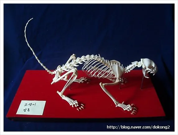 완조립옆_dokong2.jpg 고양이 삶아서 버렸다는 글 팩트체크확인.fact