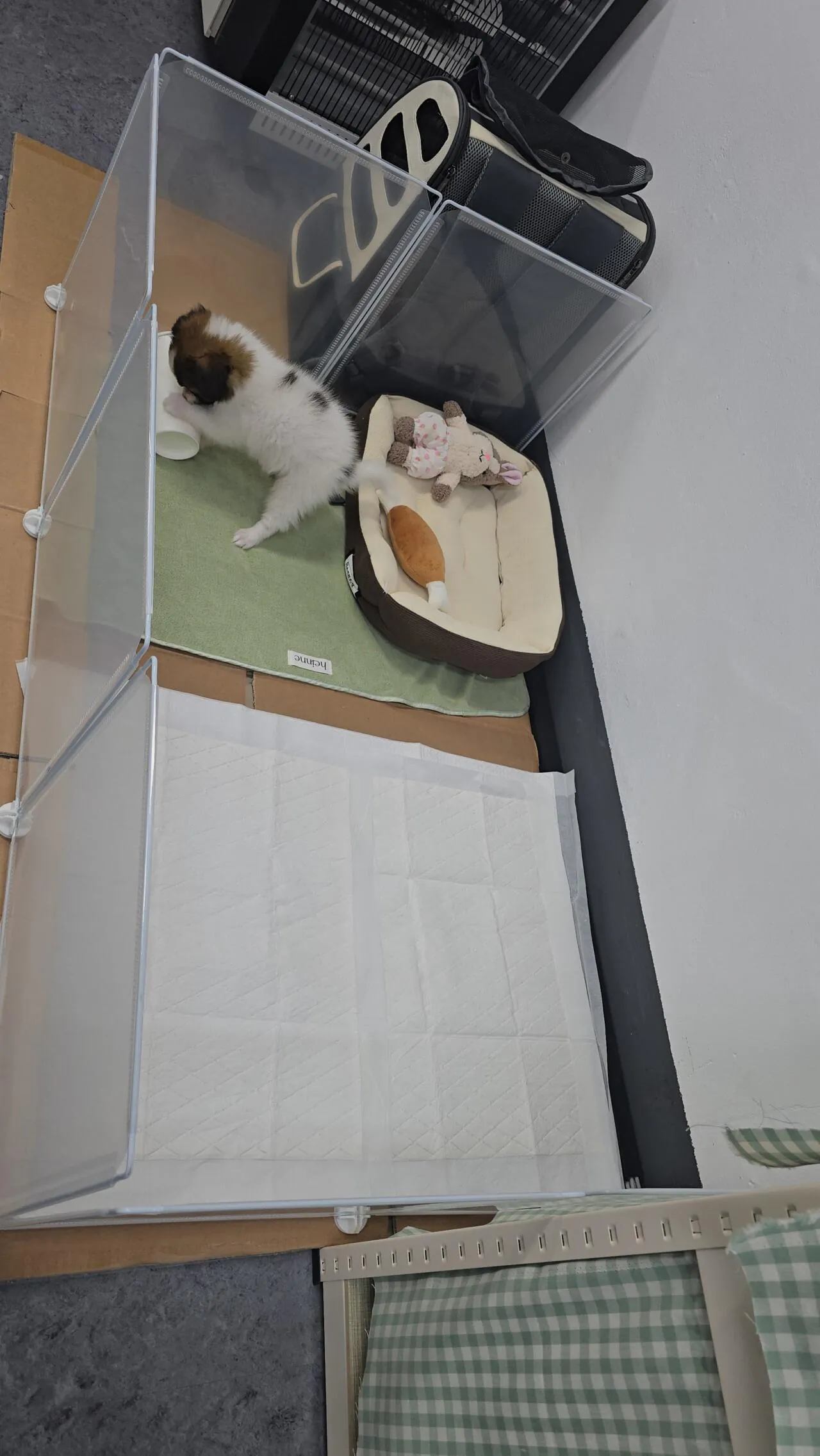 개 자랑 글