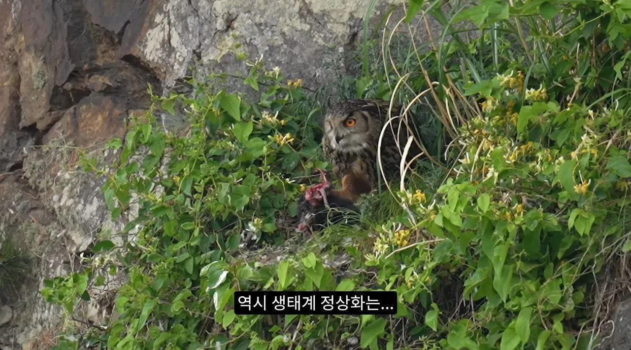 8742374326_486616_691eeddd8e88a892b7ff958a5551c53b.jpg 최근 수리부엉이가 먹이로 잡고 있다는 동물