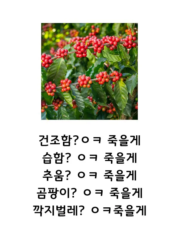 응주글게.jpg 커피를 가져왔는데 왜 마시질 못하니!
