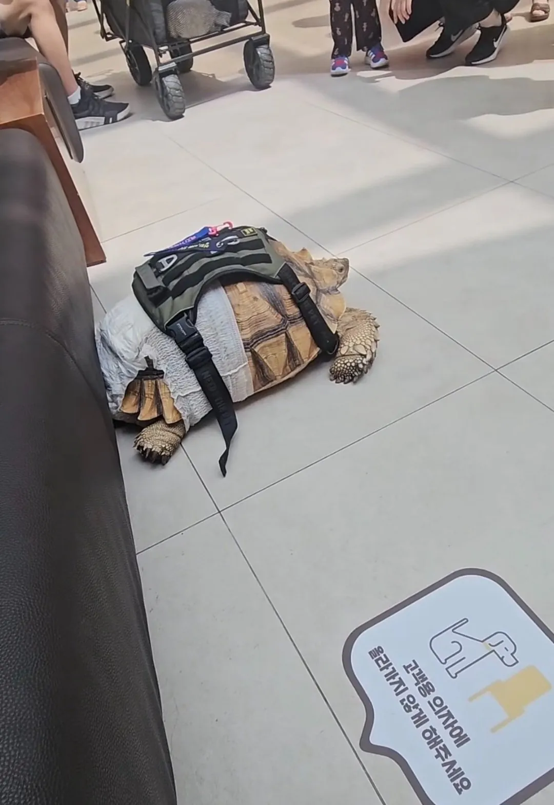 23941.jpg 어제자 고양스타필드에 나타난 거북이