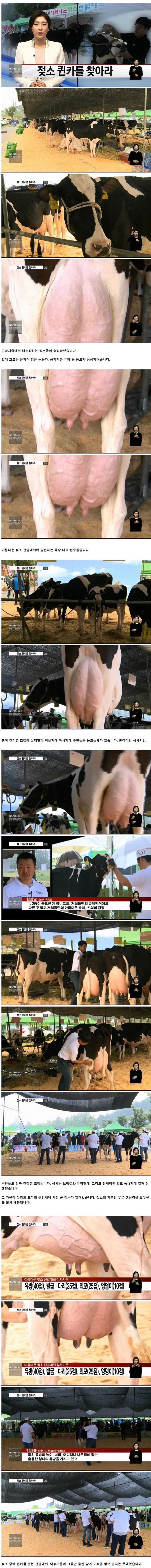 image.png 실제로 있는 젖소 대회..jpg