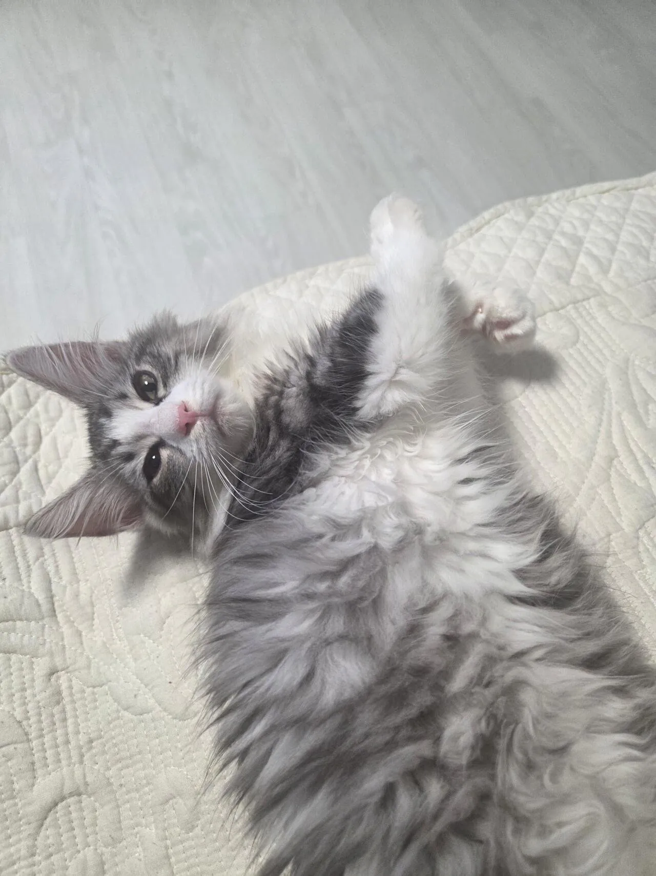20260721_102625.jpg 노르웨이 숲 고양이.