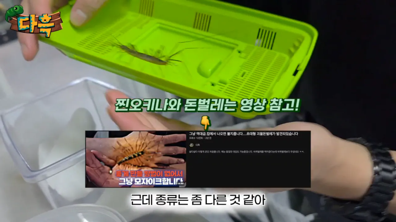 7ee0a3e00ba99095032fb87df4539437.png (약혐) 최근 부산에 자생한다는 거대돈벌레 ㄷㄷ