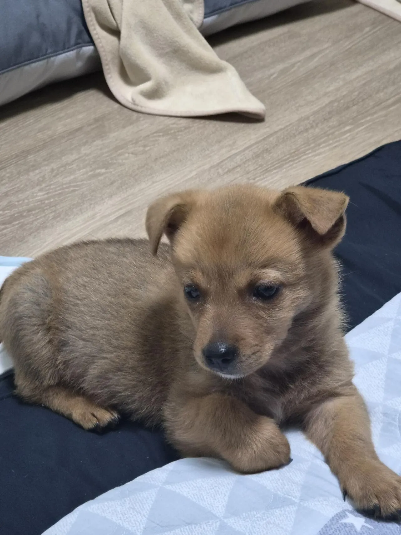 우리 강아지 잔꾀 쓰는 거 ㅈㄴ 웃기네