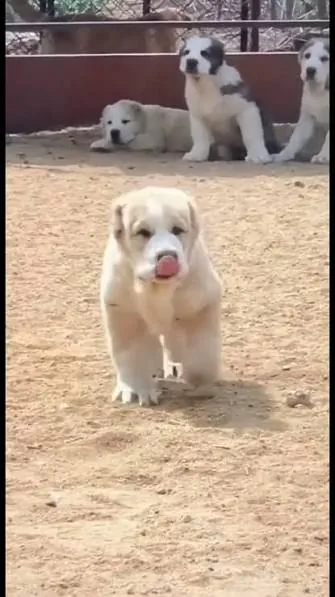 image.png 투르크메니스탄의 국견 알라바이