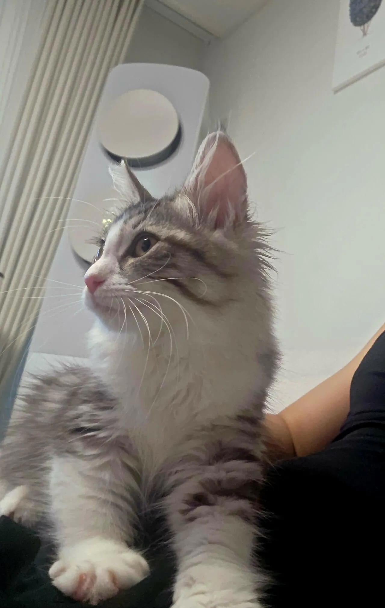 20260721_100938.jpg 노르웨이 숲 고양이.