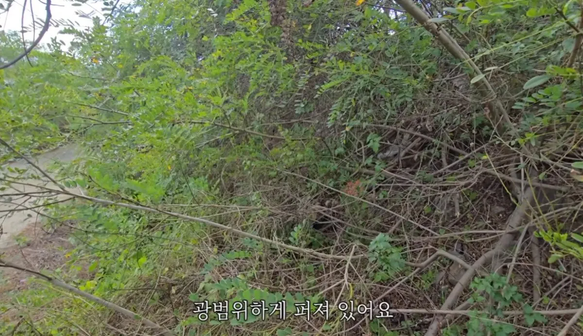 인디아나 웁스 (35).bmp.ren.jpg 스압 ) 금속탐지기로 고인의 유품을찾아준 유튜버