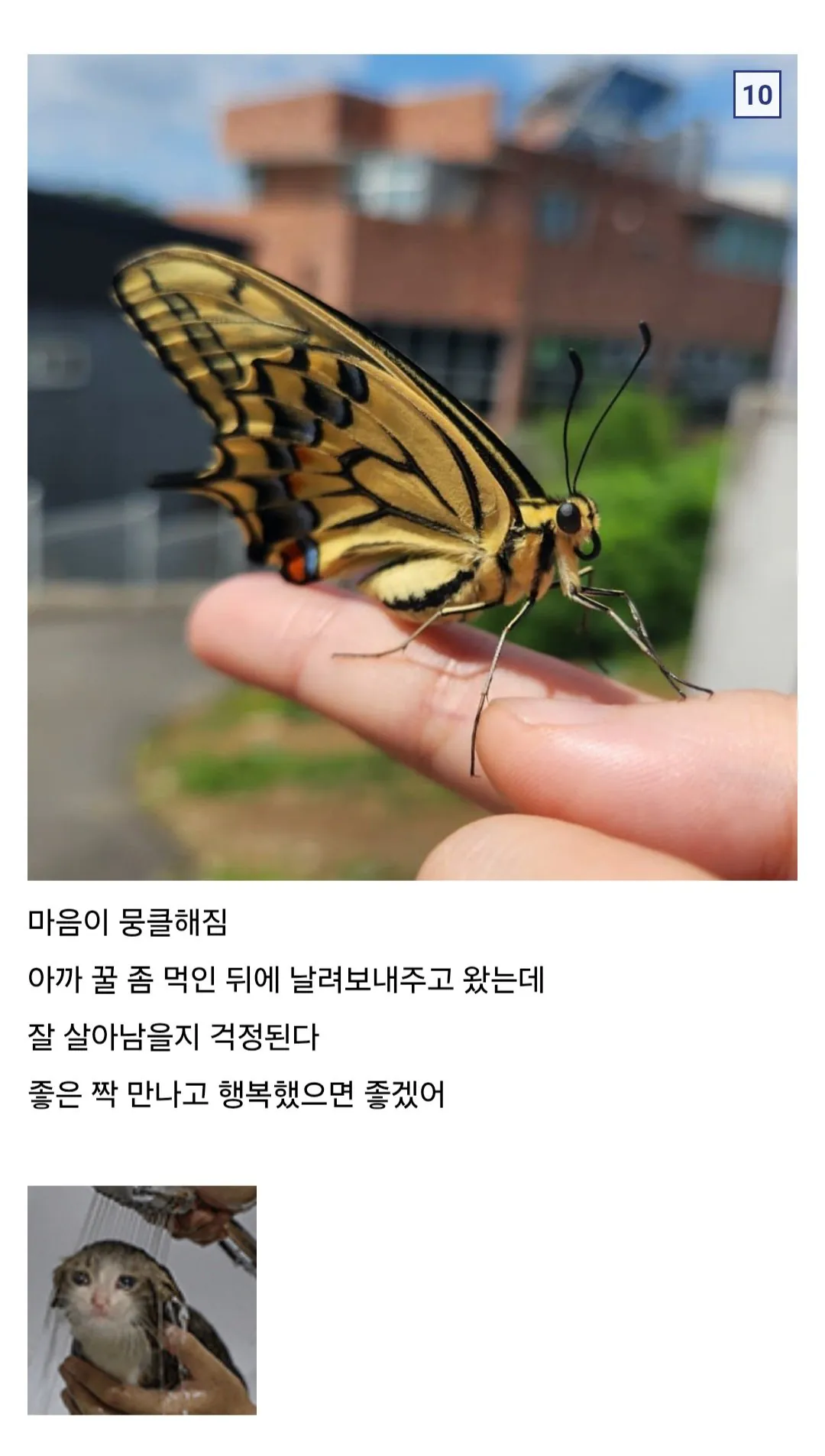 08 Browser.jpg 애벌레 잡아서 나비까지 키운 사람 ㄷㄷ