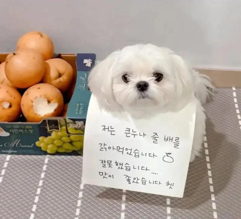 1.jpg 저는 큰 누나의 배를 갉아 먹었습니다.jpg
