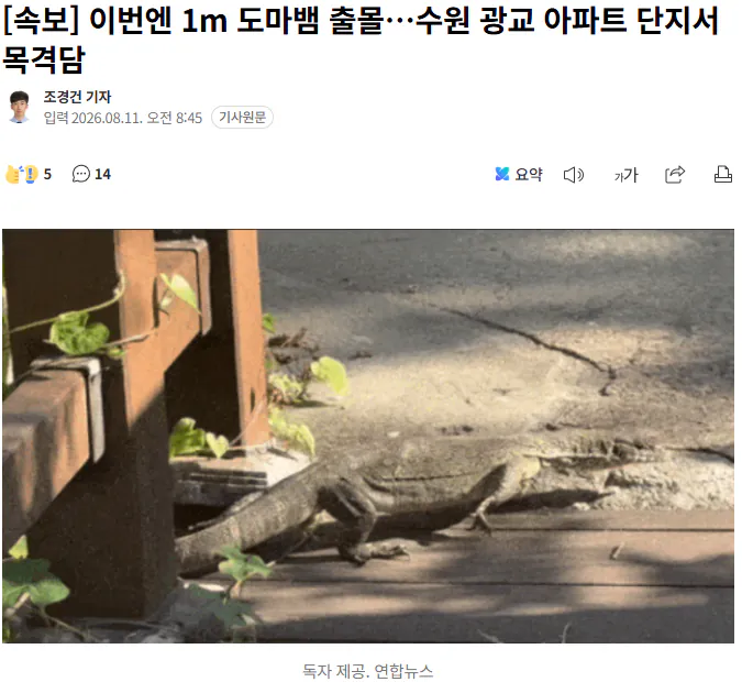 20260811_084908.png [속보] 이번엔 1m 도마뱀 출몰…수원 광교 아파트 단지서 목격담