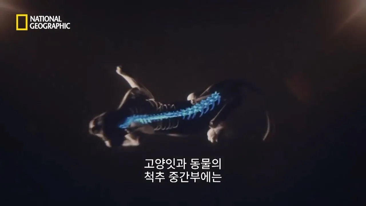 Internet_20260802_153513_21.jpeg 사냥 중 120m 절벽 아래로 떨어진 눈표범